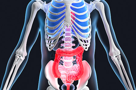 盲肠大肠透视图设计图片