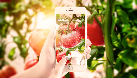 番茄种植科技农业设计图片