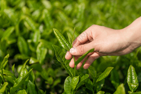 春茶宣传采茶gif动图高清图片