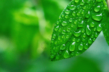 雨天水珠树叶上的水滴gif动图高清图片