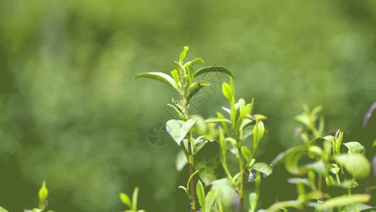 茶园茶树叶GIF图片