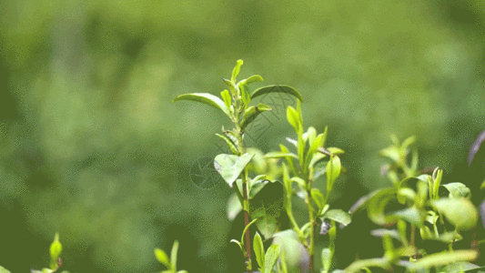 背景 茶茶园茶树叶GIF高清图片