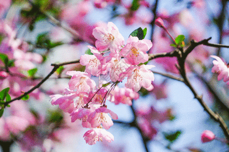 花蕊特写海棠花开拍照gif动图高清图片