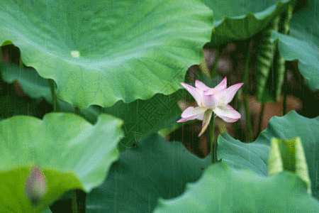 夏季花卉荷花gif动图高清图片