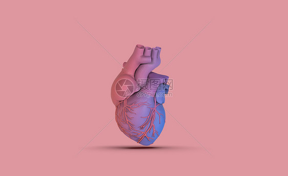 3D人体心脏模型图片
