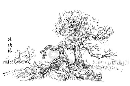 旅游景点速写内蒙古胡杨林图片素材