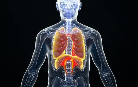 3d人体透视模型图片素材