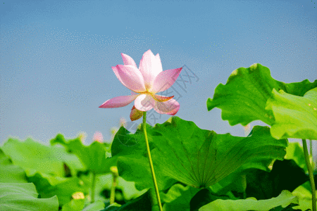 处暑夏日荷花GIF高清图片