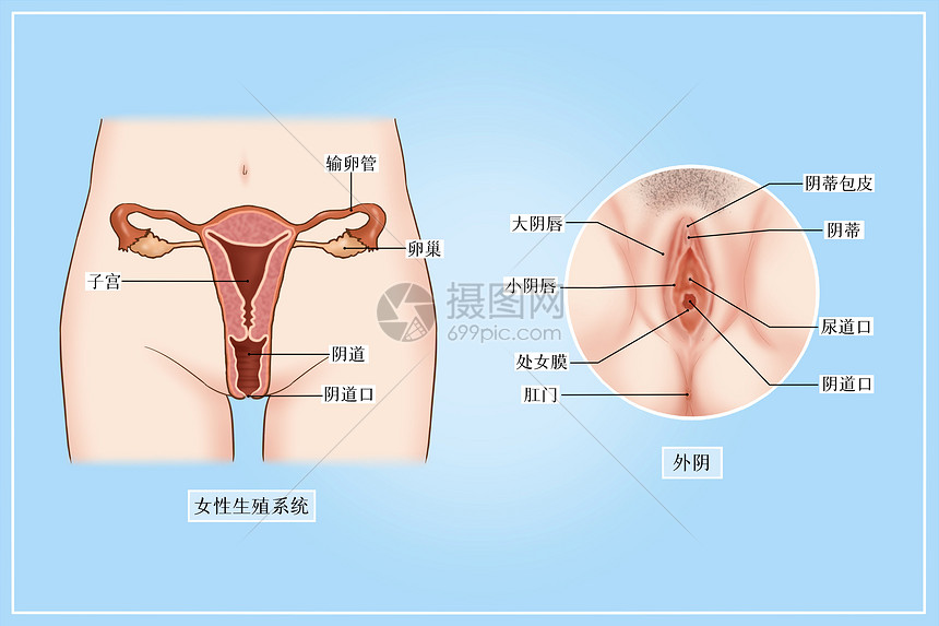 女性生殖系统和外阴医疗插画图片