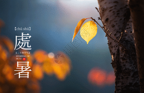 秋叶处暑GIF图片