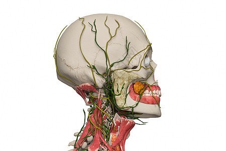 颈部淋巴腮腺图片