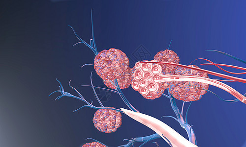 3D肺泡特写背景图片