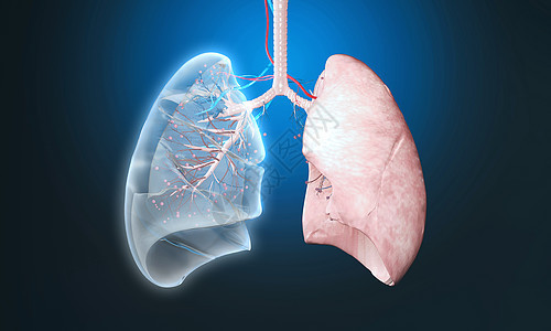 肺部肺泡透视3D图背景图片