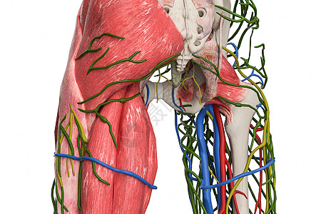 腹股沟淋巴结高清图片
