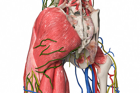 骨盆淋巴图片