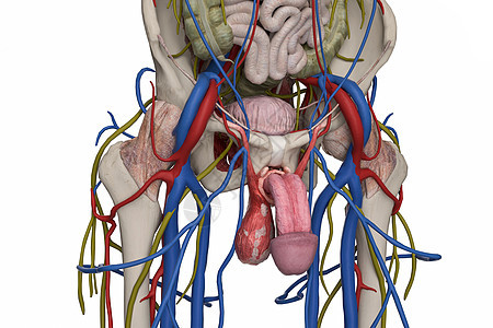 男性盆部背景图片