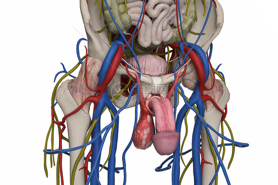 男性盆部图片