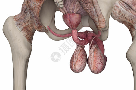 男性前列腺骨骼睾丸高清图片