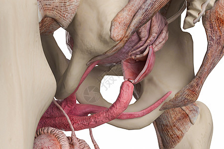 男性前列腺截面图片