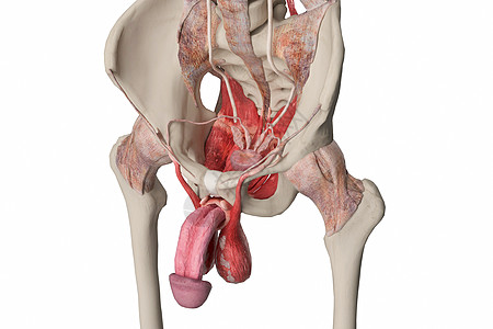 产后生殖养护男性内生殖器设计图片