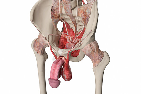 男性盆骨位置图片图片