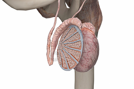 性腺睾丸截面设计图片