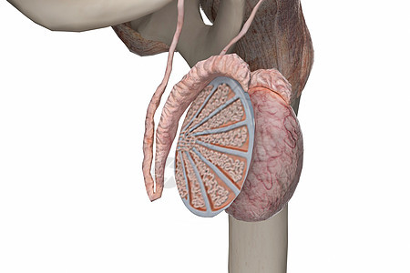 睾丸截面图片