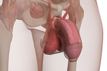 肉夹膜阴茎设计图片
