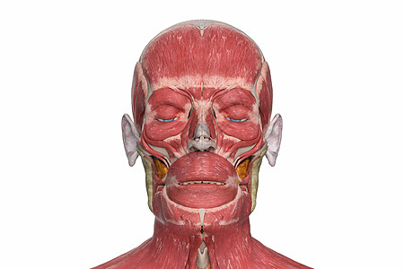 表情肌肉建模写轮眼高清图片
