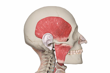 咀嚼肌翼外肌上颌骨高清图片