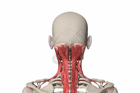 侧屈颈部肌群图片