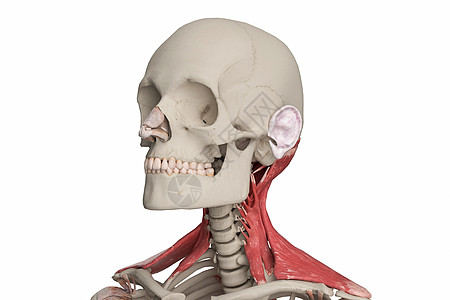 伸展的头颈部伸展设计图片