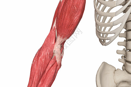 肱二头肌肘设计图片
