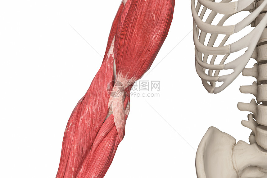 肘图片素材正版创意图片402010491摄图网