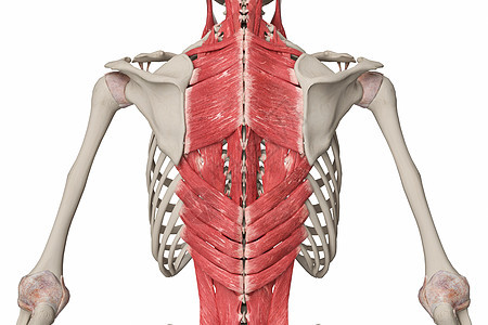 背部浅肌群图片