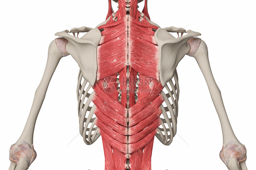 背部浅肌群图片