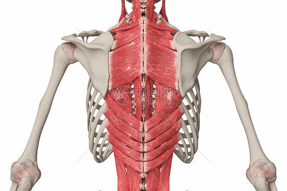 背部浅肌群图片