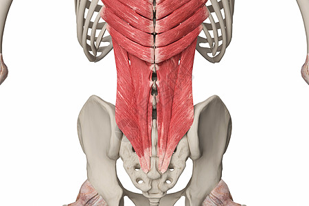 下后锯肌腰部浅肌群设计图片