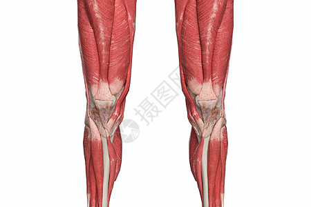 膝盖上下肌群背景图片
