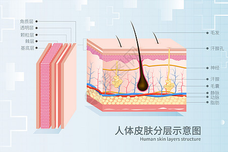 人体皮肤分层示意图图片