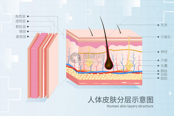 人体皮肤分层示意图图片