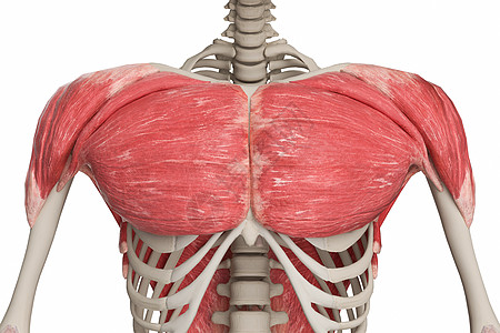 胸肩肌人体躯干高清图片
