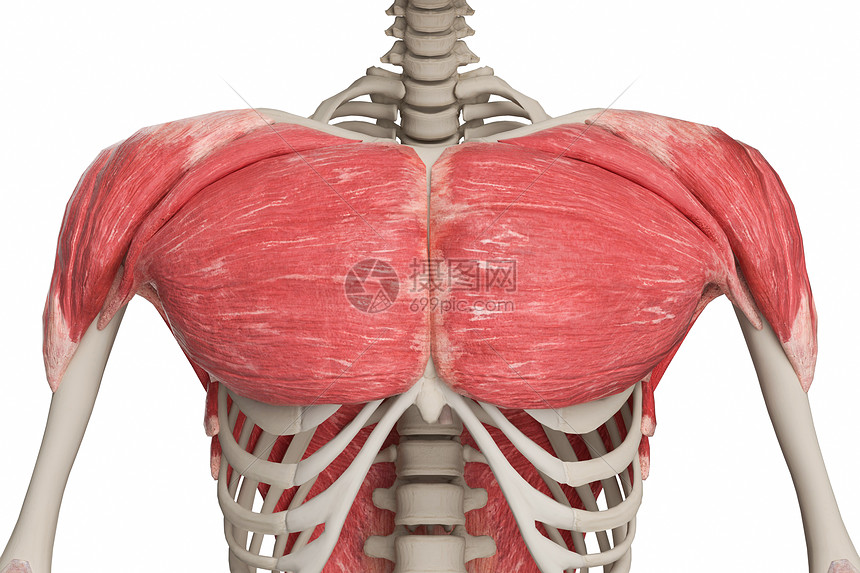 胸肩肌图片