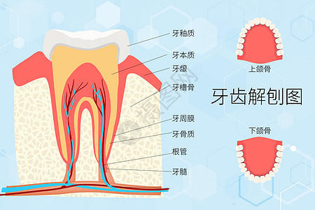 世界爱牙日牙齿解刨图高清图片