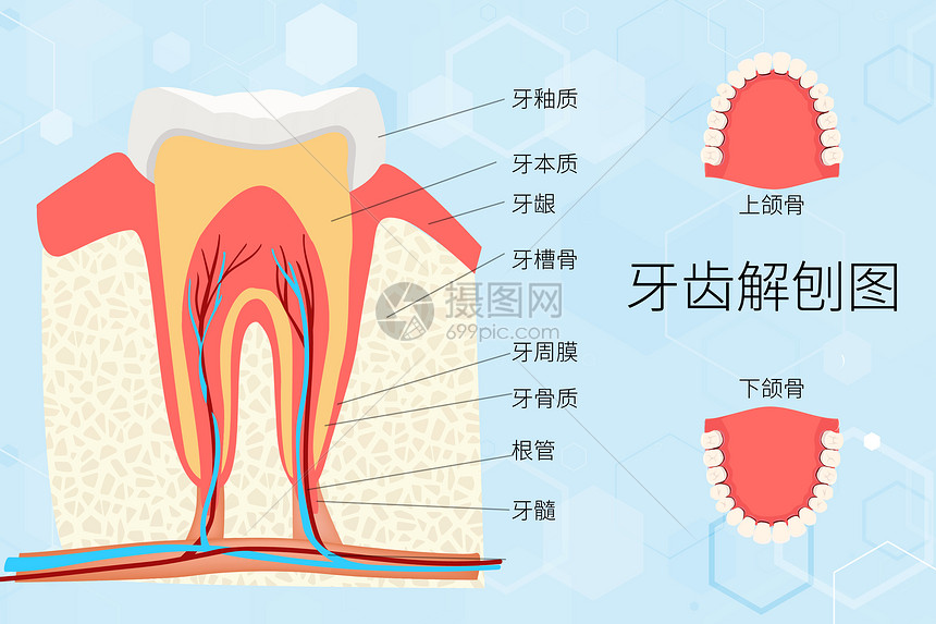 世界爱牙日牙齿解刨图图片