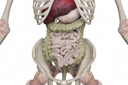 回肠下消化系统设计图片