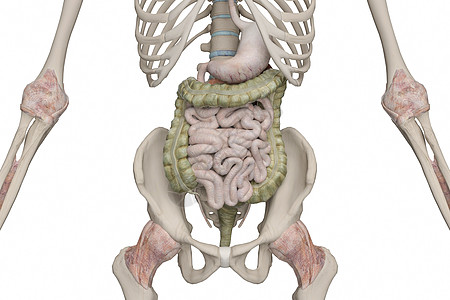 盲肠消化道设计图片