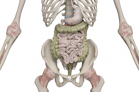 消化道图片
