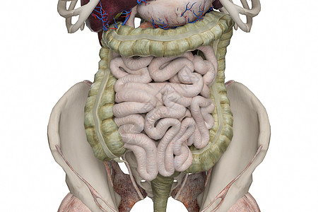 盲肠肠设计图片