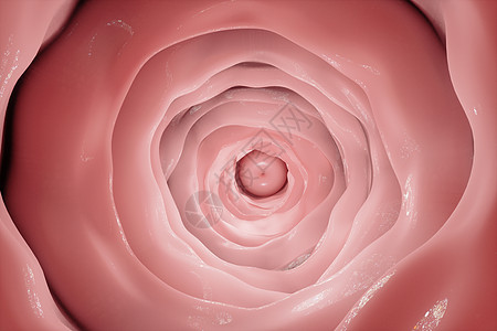 区域解剖三维女性内阴背景设计图片